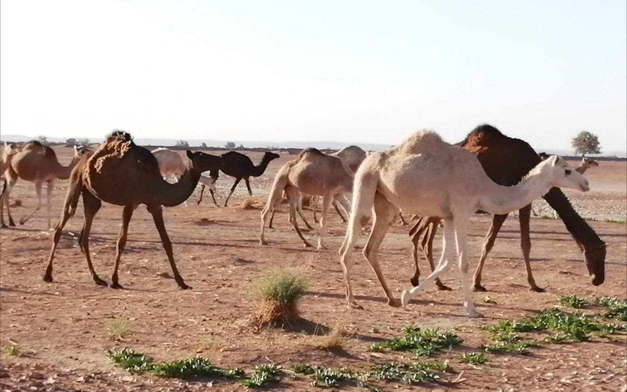 Kasbah Les Alizes Du Desert M’hamid El Ghizlane Exterior foto